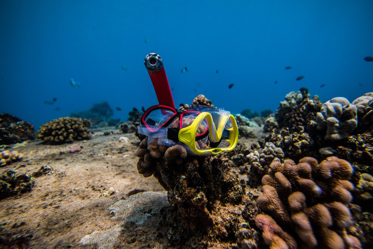 kapitolreef.com/blog/2015/10/2… read about the harmful affects sunscreen has on coral!