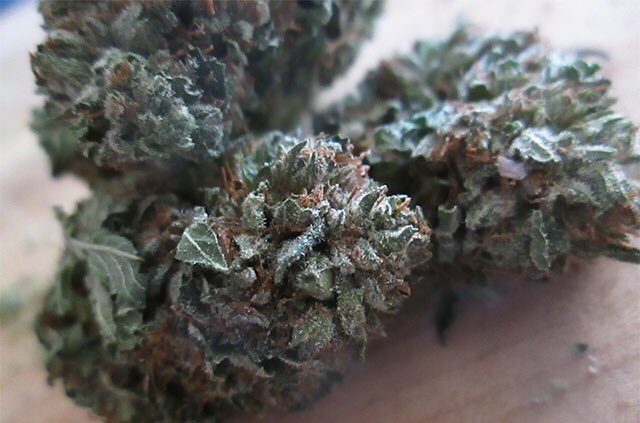 kushandwaffles's tweet photo. Mistletoe kisses 😘😘😘💨😳☺️😙💨💨 #TeamKUSH @littlemsfrybag @Southern_Miss18 @xXbadXappleXx https://t.co/OBc7ooitXK