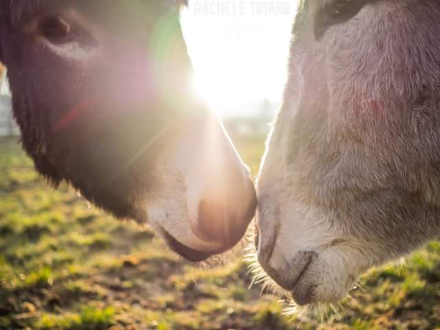 roseinthedark's tweet photo. The kiss #donkeypic at @RifugioAsinelli @DonkeySanctuary @BhamDonkeys - More pix: https://t.co/ar7RDjKQUT https://t.co/WC8uK9yrDc