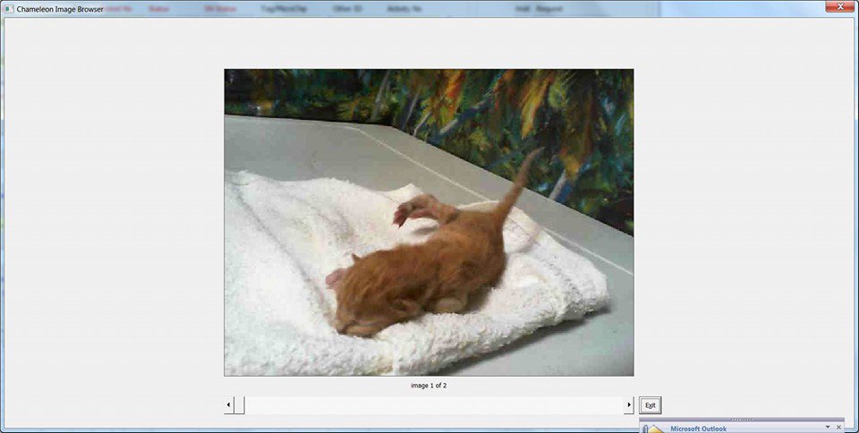 KittyLibFront's tweet photo. Newborn #kittens on #MiamiDade #FL pound kill list-SOS foster/pledge(flood aid needed)
https://t.co/NY3jVp6VTF https://t.co/FR2uxXhuBp