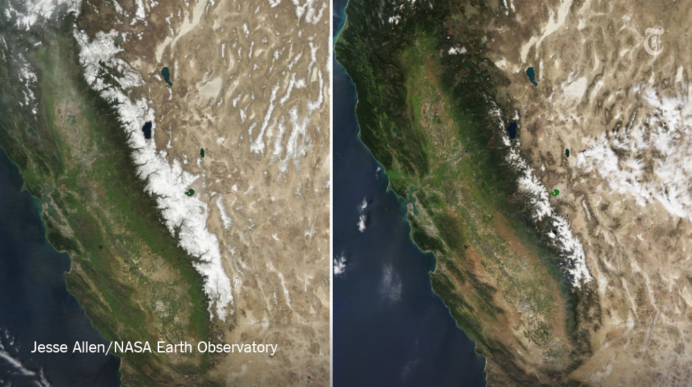 NYT Science tweet media