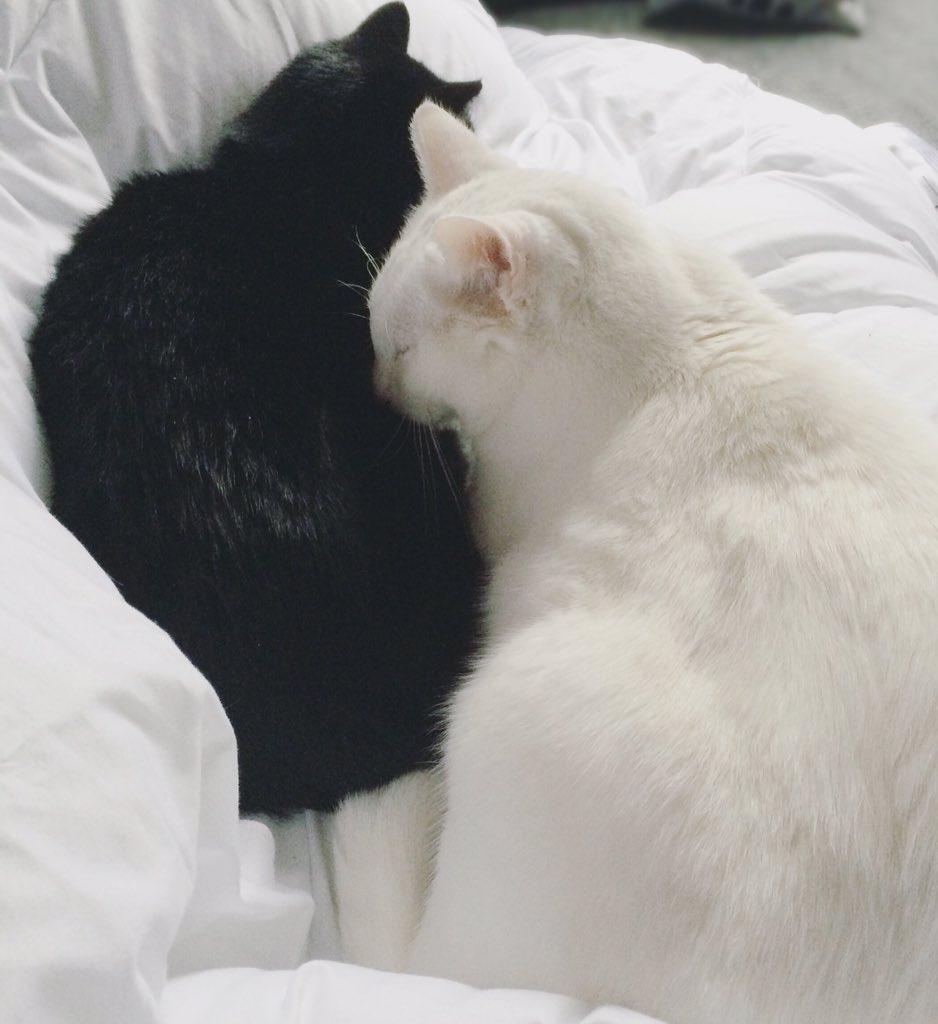 Hi there <a href="/catsofinstagram/">Cats of Instagram</a>! Our human caught our (very) rare moment of affection for each other on camera 😼 #yinyang