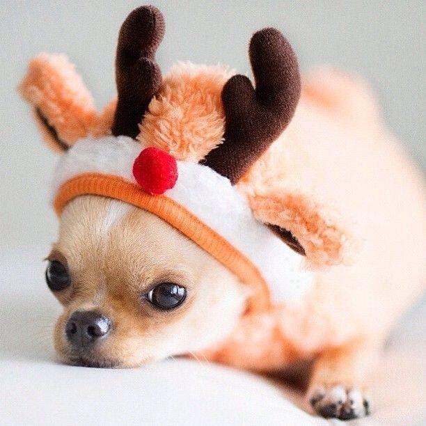 therealZINGY's tweet photo. #tistheseason4deersounds
@DeerSoundsMusic 
@RealLindaPerry https://t.co/ml0Ultfa3c