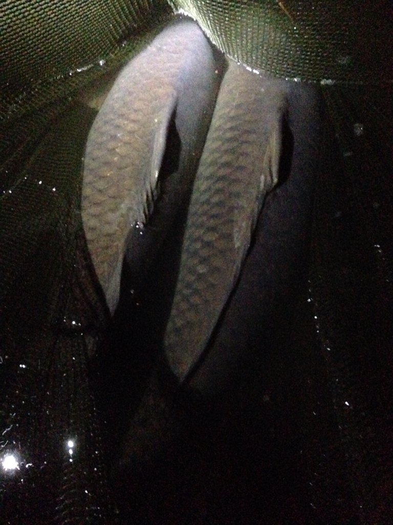 This carp fishing game can be a bit like waiting for a bus. U wait &amp; wait &amp; wait and then 2 turn up in two minutes !