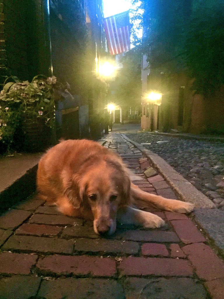 bdBscene's tweet photo. Rest in Peace, Sweet Callie #AcornStreet #Boston #BeaconHill #CallieRIP https://t.co/7lM18FcjeA