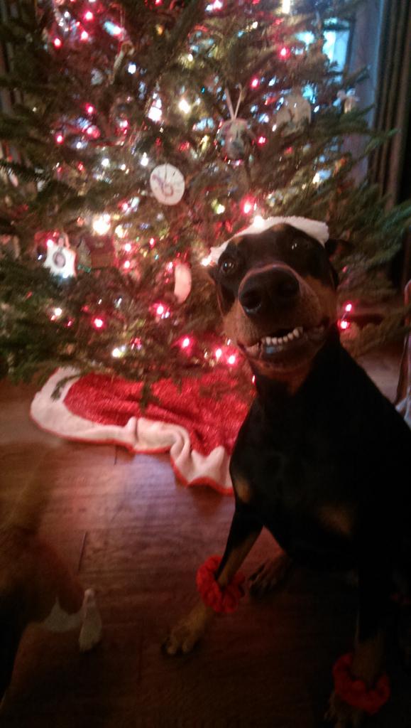 ppalmer6846's tweet photo. #Athenadoesnot like Christmas hats
Mom, Doberman's don't wear this stuff!! https://t.co/JlN4YvvOm1