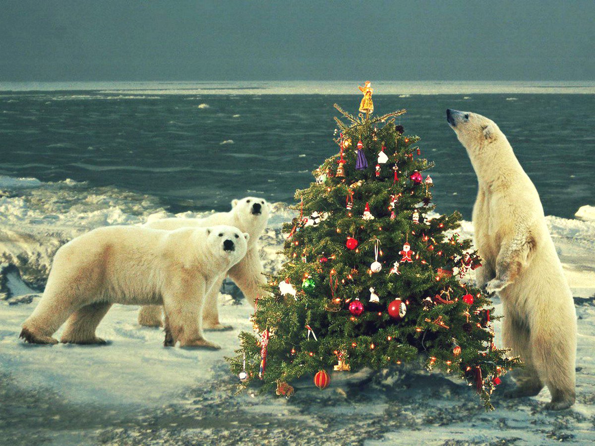 mtnpoet's tweet image. Wait, you can&apos;t see yet...we&apos;re not done.🌲#christmascountdown #polarpeeps