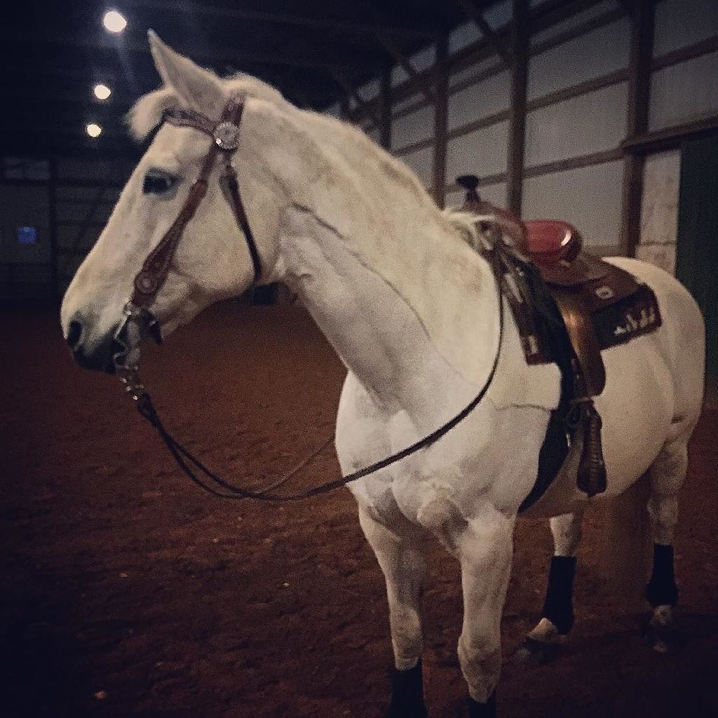 Royal_Cowgirl's tweet photo. Finally did #blingblingmarie winter #traceclip. #graymare #grayhorse #warmblood #rodeoqueen by forestann https://t.co/xRQWxuGJq1