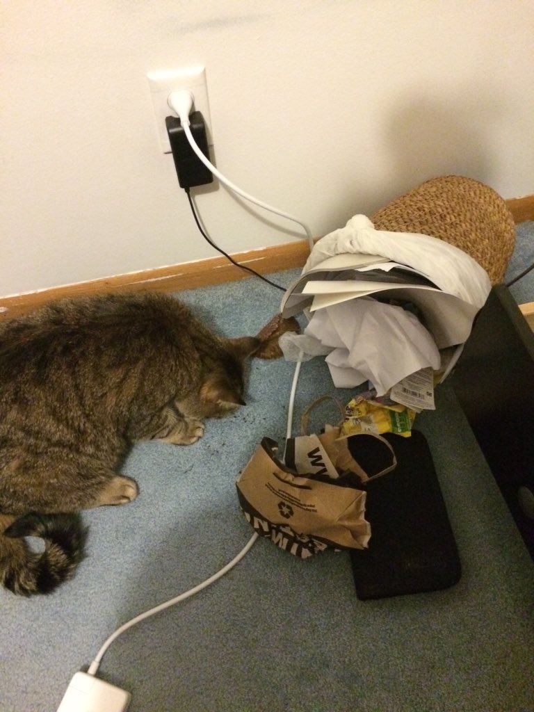 kalierinn's tweet photo. Flapjack: Garbage King, Toilet King #flapcat https://t.co/MtZV3gOKw5