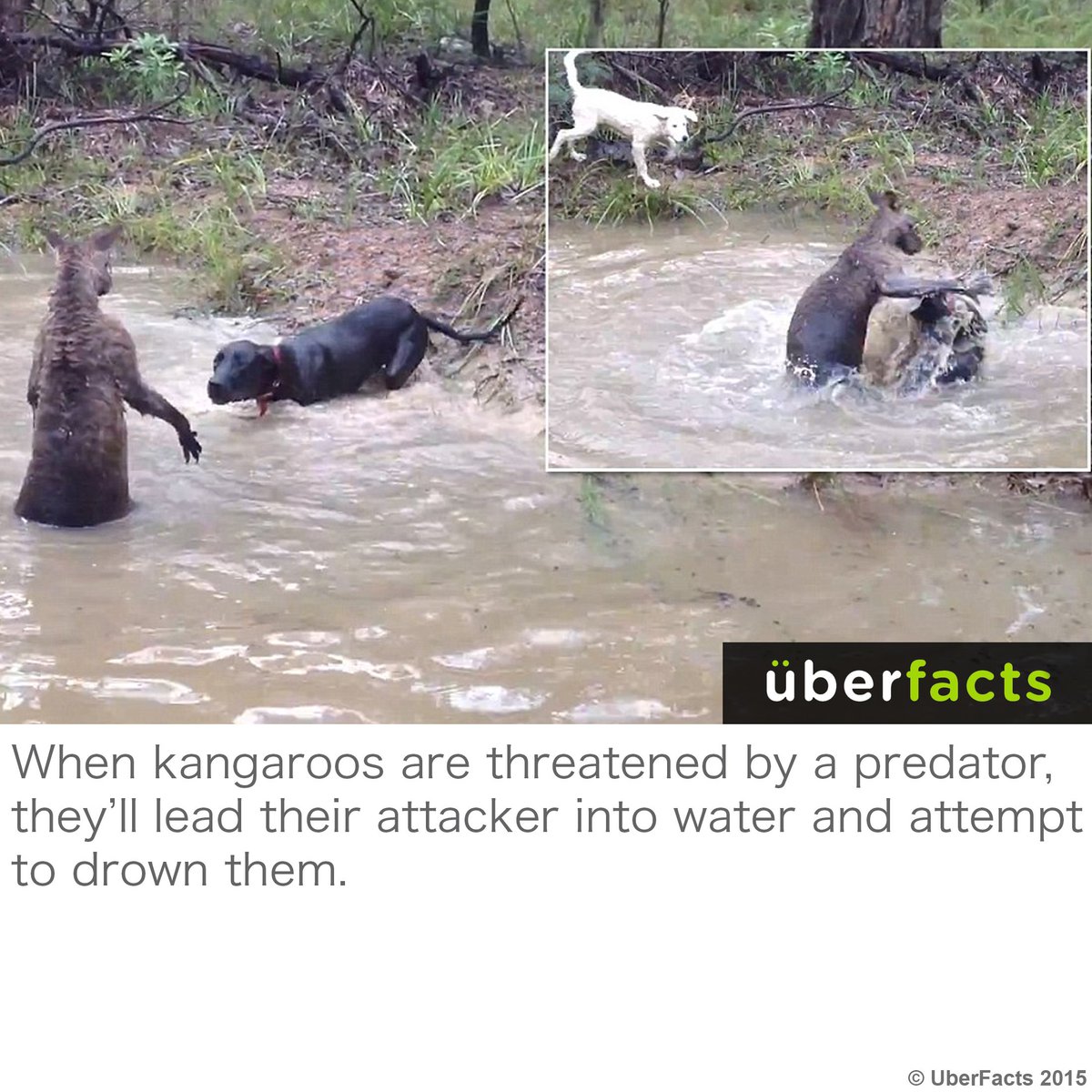 UberFacts tweet media