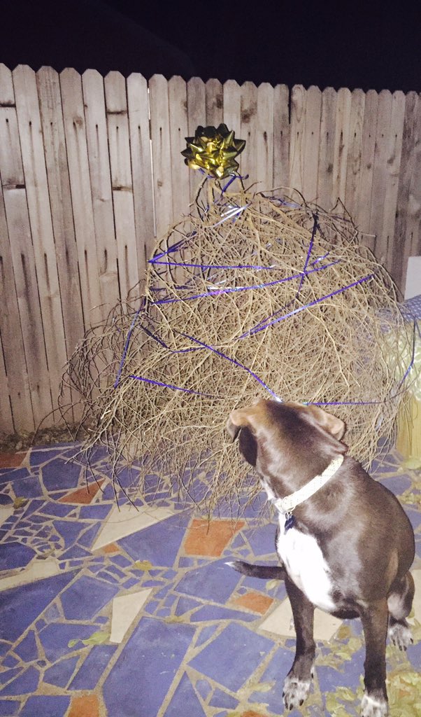utully13's tweet photo. Christmas 2015: #Tumbletree edition. Happy Holidays! https://t.co/malxCYPzzb