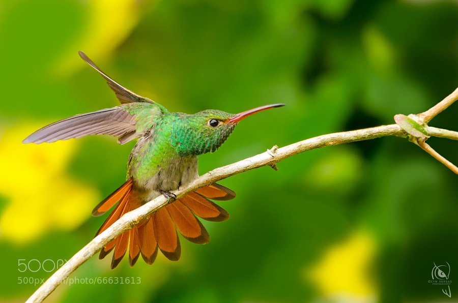 Another tropical pic: Rufous-tailed Hummingbird (Amazilia tzacatl) by CynVargas #travel #photo #tropic