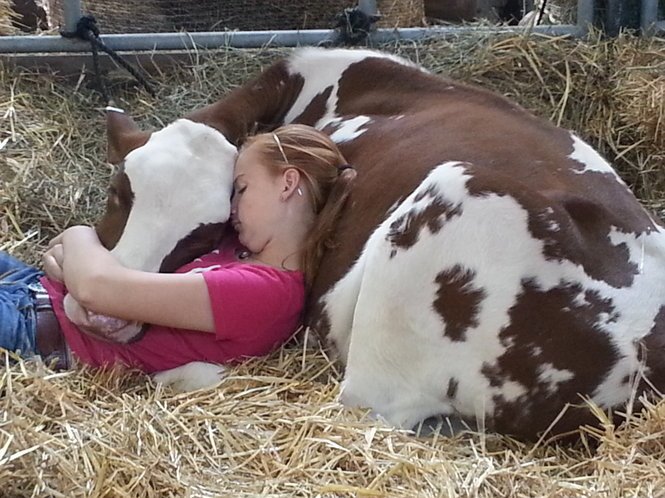 StanpacWorld's tweet photo. Dairy farm shot of the day! #CowNap https://t.co/zMgrioVfH4