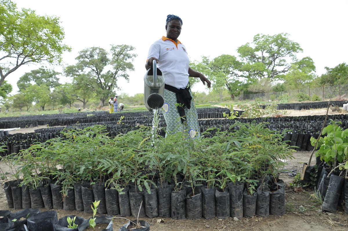 CIFOR-ICRAF tweet media