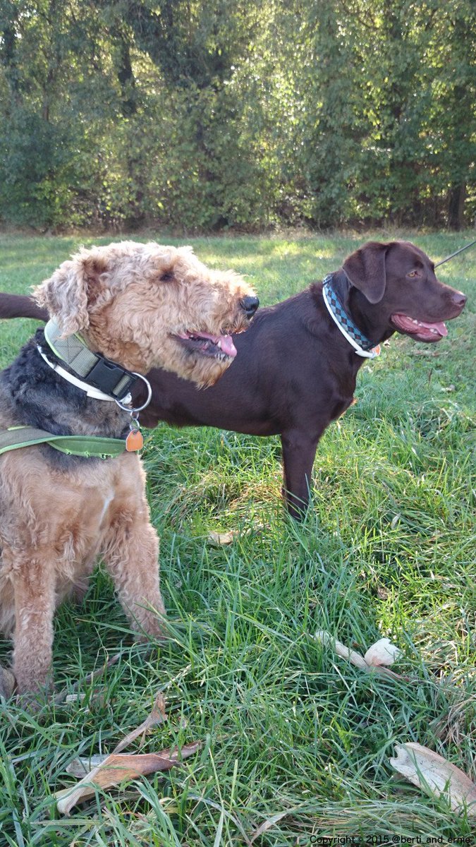 Berti_and_Ernie's tweet photo. My eager #dogs. https://t.co/m1gGcBQKz8
