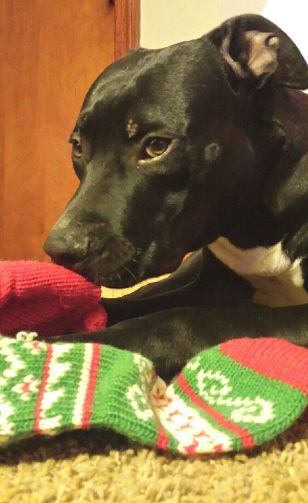 helloamy73's tweet photo. Our little stocking thief, Bandit! 🎅 #tlctuesday @KISS985BUFFALO https://t.co/teA2cDQlAI