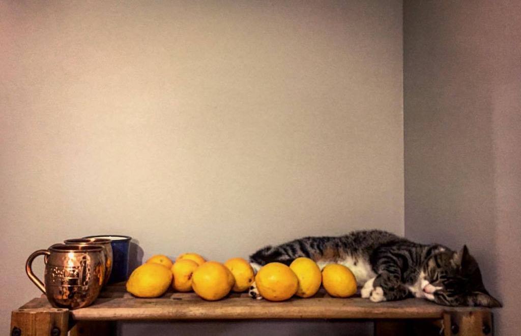 brianwoodcap's tweet photo. is it too easy? #cat #kitten #oranges #mugs #mowgli #bcapmc #openendeddrift #countrylife https://t.co/VAeSZmOf0x