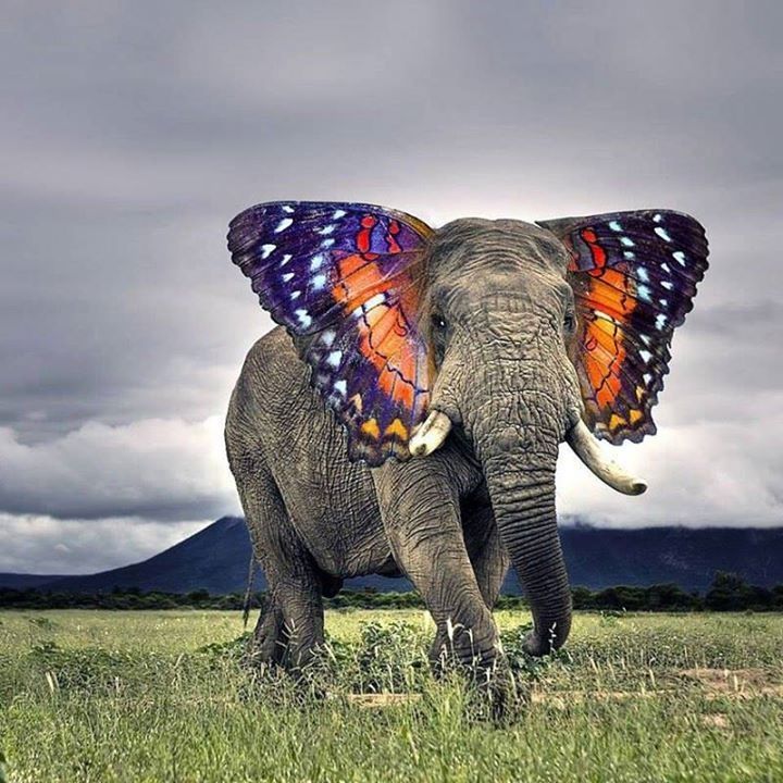 Seulbi01's tweet photo. #creativeideas #creativity #CreatorSpotlight #creativethinking #CreativeUseOfTime #elephant #butterflydream https://t.co/lXOoElLpQQ
