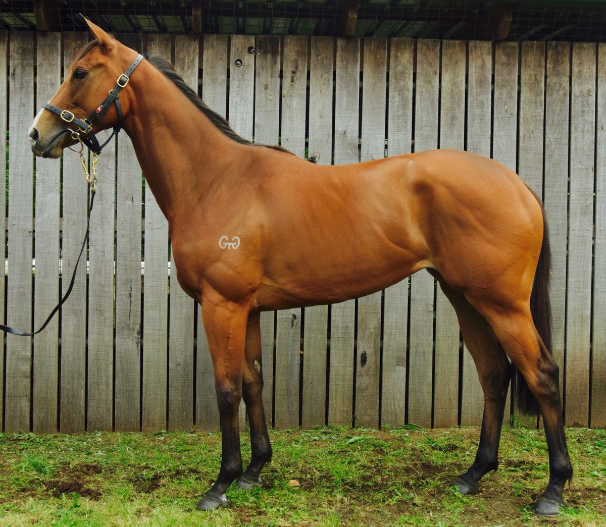 GaiWaterhouse1's tweet image. Flamboyant Lass is all set to head north to @mmsnippets after stunning exhibition gallop. Next @GCTurfClub 26th DEC