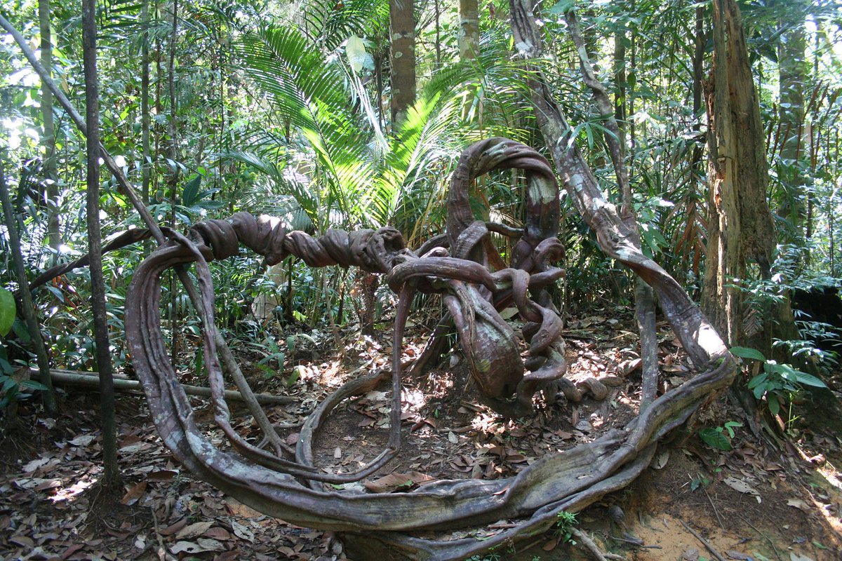 xcaperesort's tweet photo. Back to Nature – Explore, discover and enjoy Taman Negara, the world’s oldest rainforest. https://t.co/wpiEiM9Dil