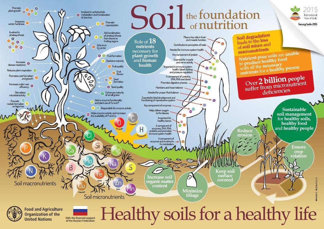 FAOKnowledge's tweet photo. #Soils are foundation for #nutrition. Key nutrients for plant growth &amp; human health https://t.co/ImO8to6hiK #IYS2015 https://t.co/7yxQxR9Y6X