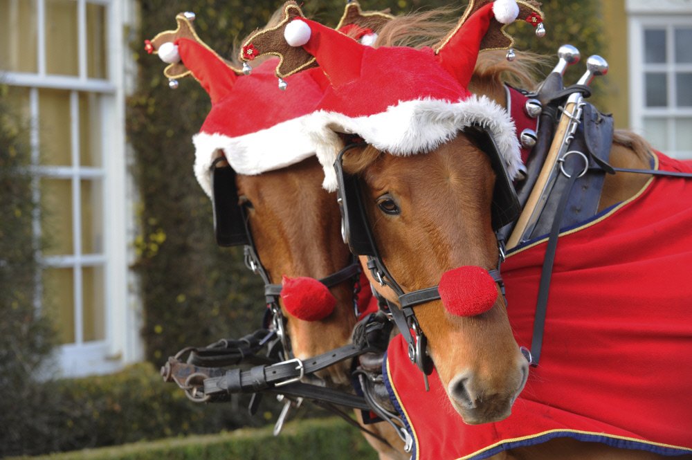 Horses in festive garb? Must be time for another #captioncompetition! We'll crown a caption champ on Friday.