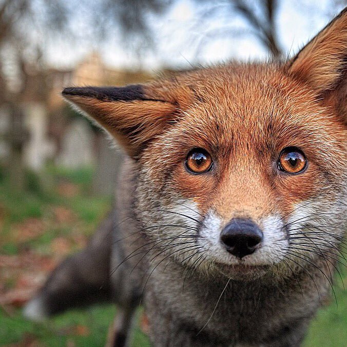 AwesomenessMost's tweet image. Who would like to have a pet fox? 😋