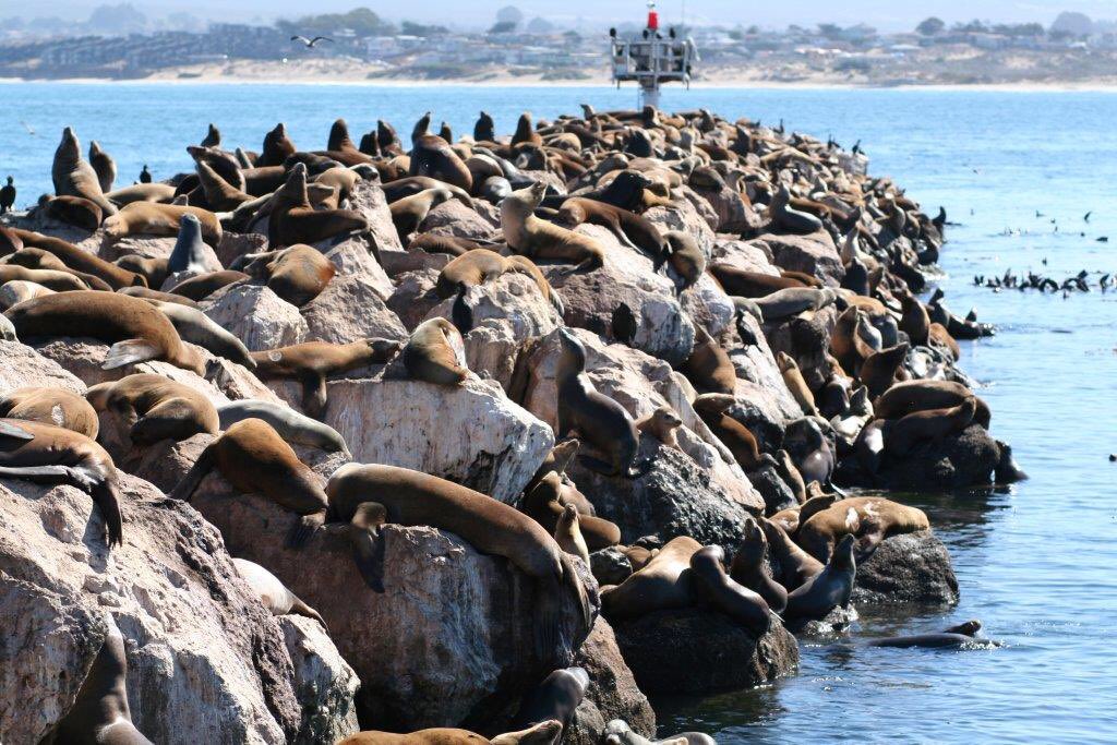 SamesVegasss's tweet photo. Lazy morning in the sun at @MontereyBayCALI Yes, I swear I'm here working! @CarmelBTSea So much distraction! https://t.co/jJuSJfGfsI