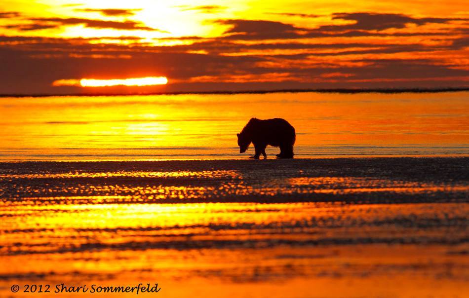 clarence cachagee tweet media