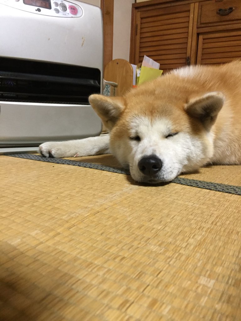 秋田犬みそ 秋田犬だって寒いもんは寒いんです ファンヒーターの側が良いんです ほどる T Co 6k5cniry3x