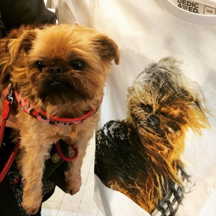 TshirtStoreSe's tweet photo. 🐶😍#chewbacca #chewie #tshirt https://t.co/Vbbvtq1PDA https://t.co/N9DX3hqqk3