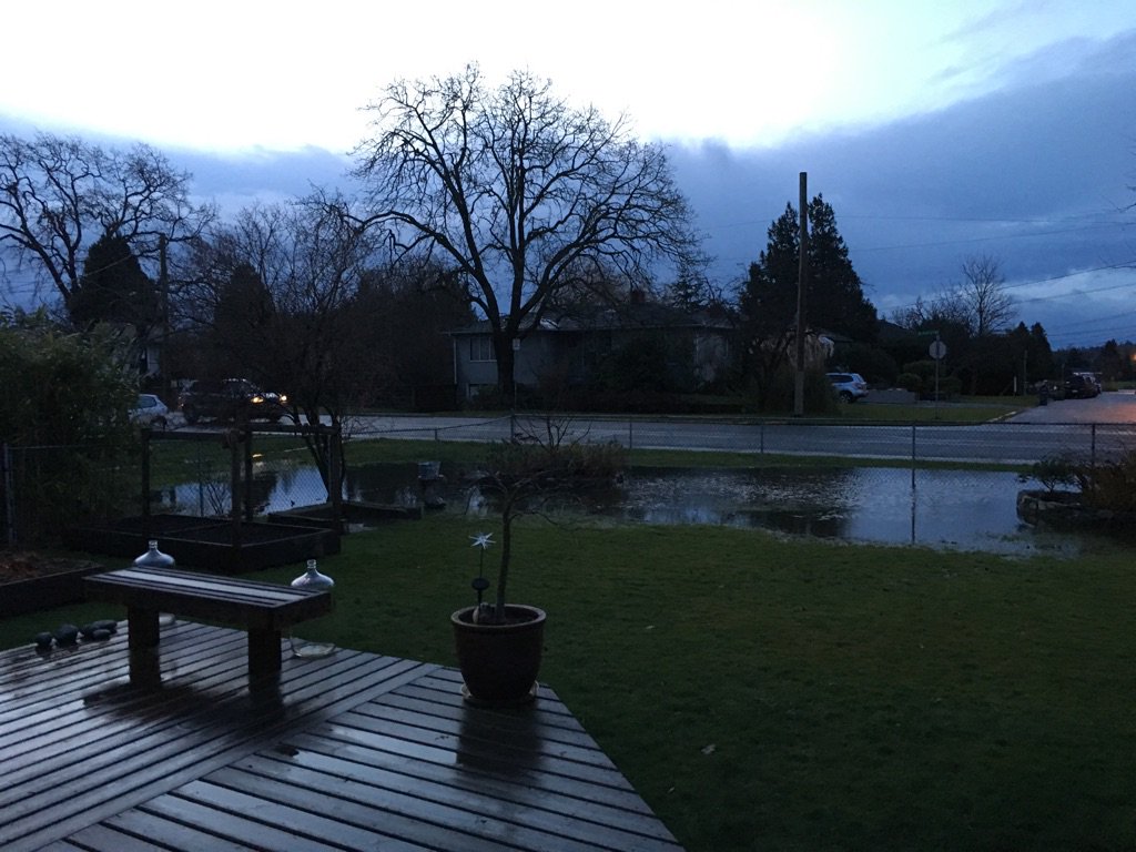 RaynaRambling's tweet photo. Who wants to come for a swim? #yardpond #overnightpuddles #yyjweather https://t.co/Spt3GSYEJJ
