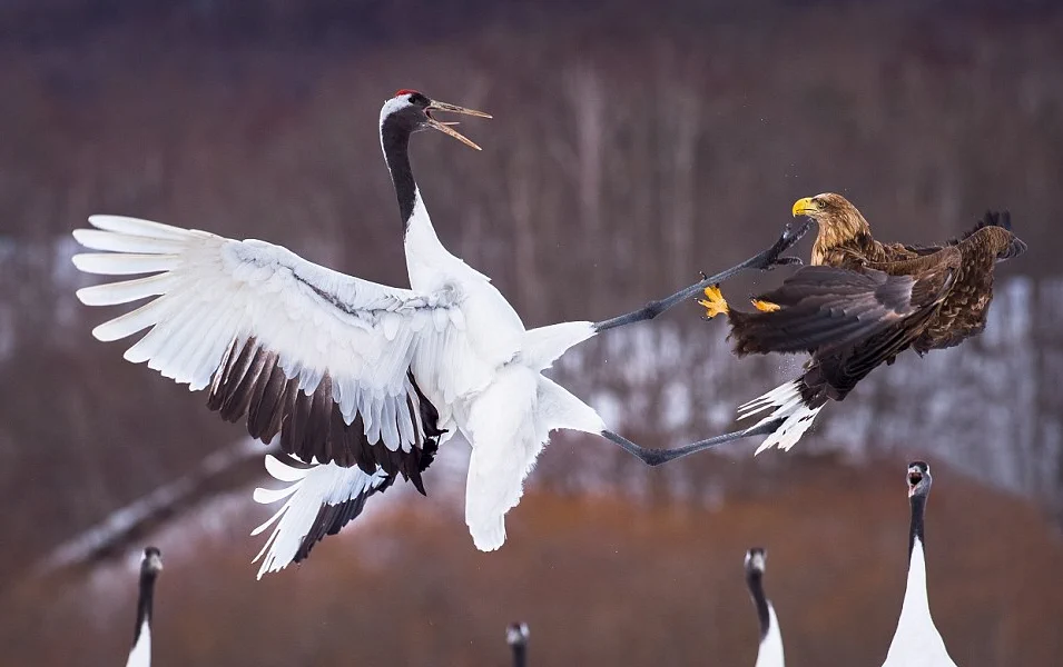 ”鶴”と”鷲”が異種格闘技戦を繰り広げる画像だぞｗｗｗ