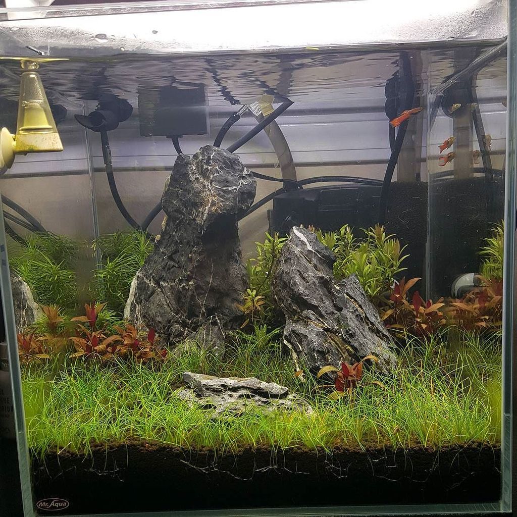 Akvaristan's tweet photo. #akvaristan #aquarium #akvaryum #aquarien #plantedtank #nanotank #plantedaquarium #iwagumi #finnex #ada #wetarms by… https://t.co/VLeqWTrNh4