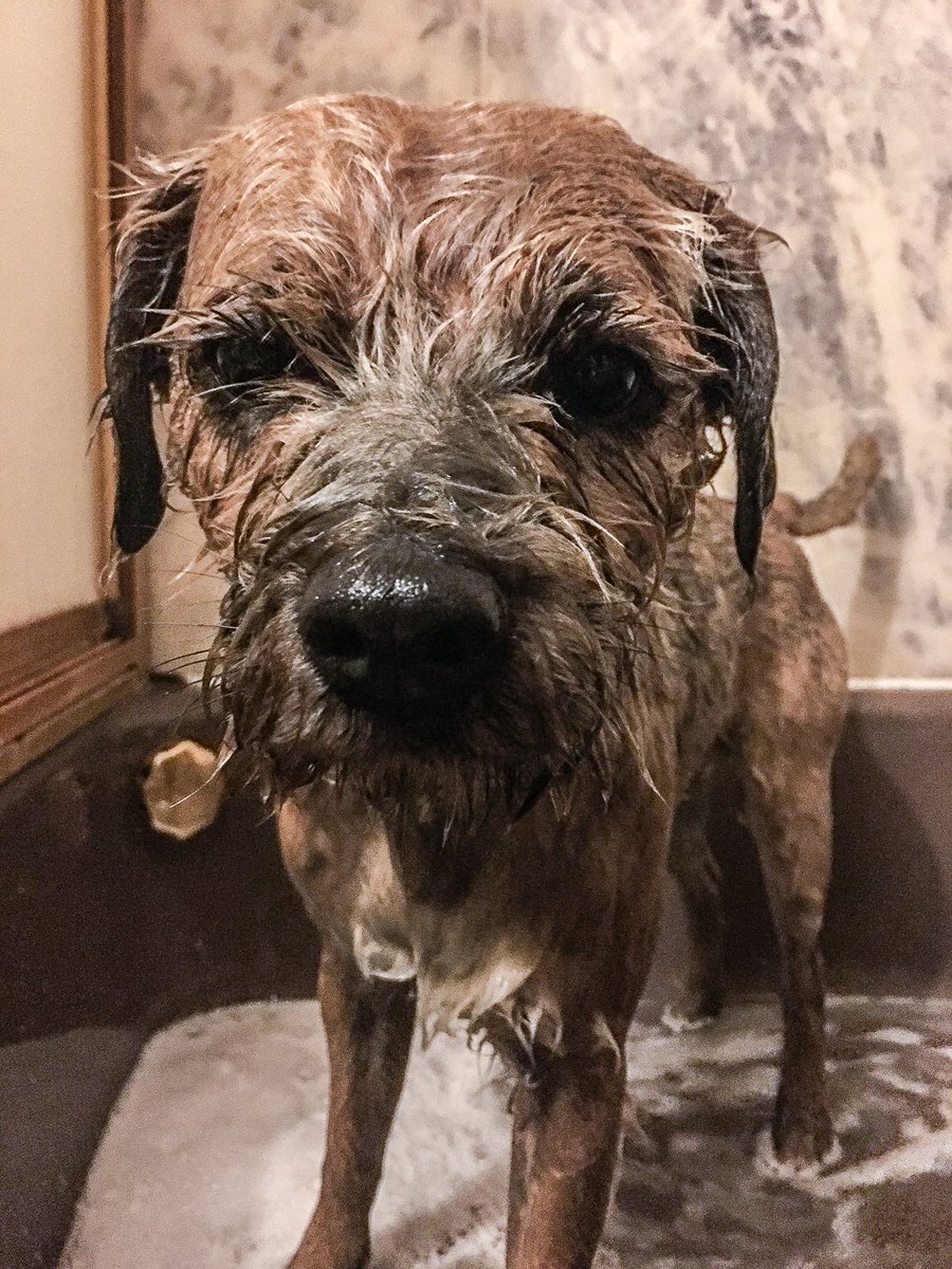 tfddogs's tweet photo. dude, it was just mud and that's what I get for it.   #dogs  #BTPosse https://t.co/erSBTpoWdu