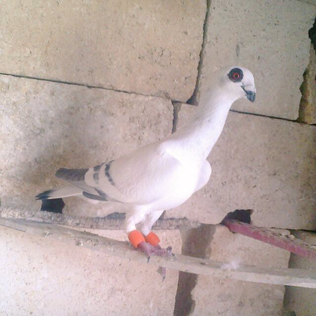 drpcXQLoxBiJGOB's tweet image. 