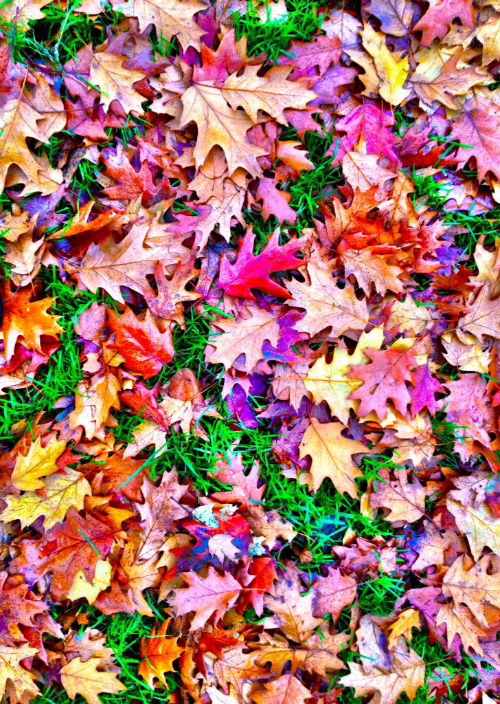 Autumnal <a href="/DMNature/">DM Nature Gallery</a> #DMLandscape