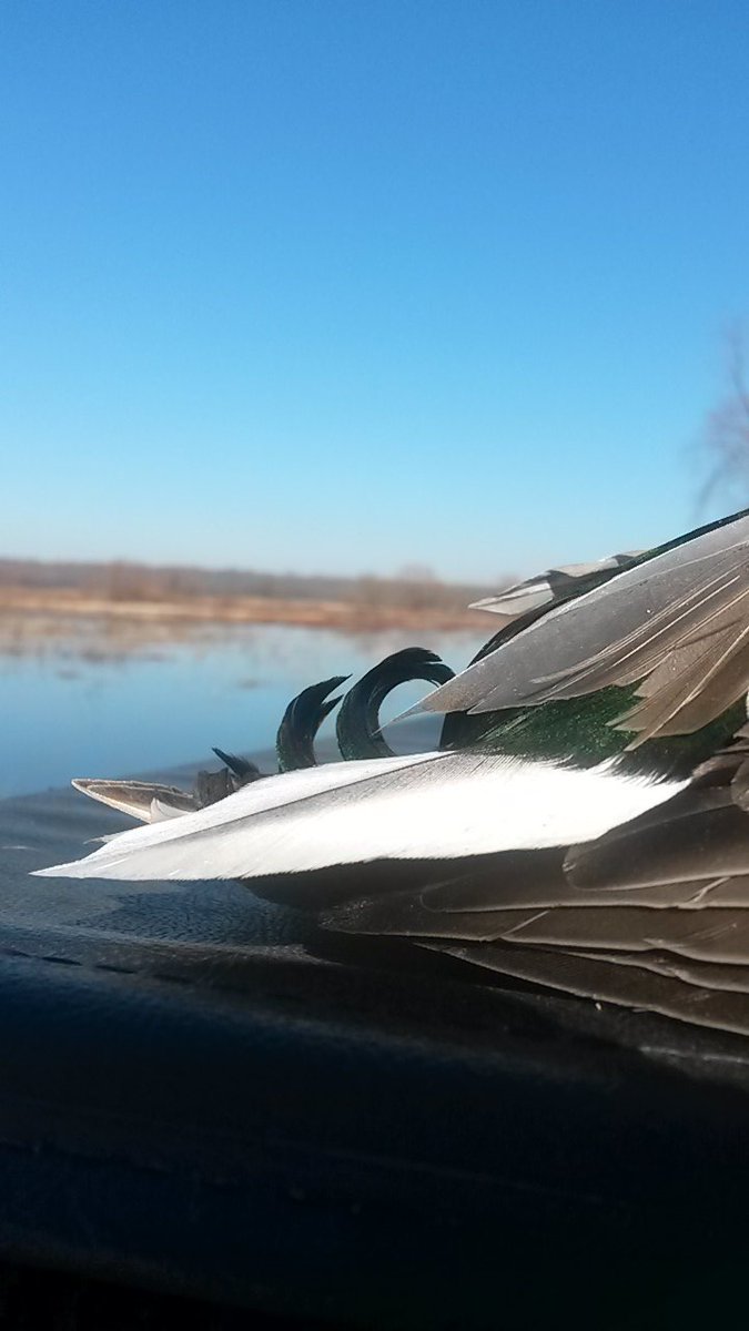 MOgiants57's tweet photo. One more final between me and some curl collecting. Nothing beats blue skies and green heads. #WhackAndStack https://t.co/BZpJnU0zke