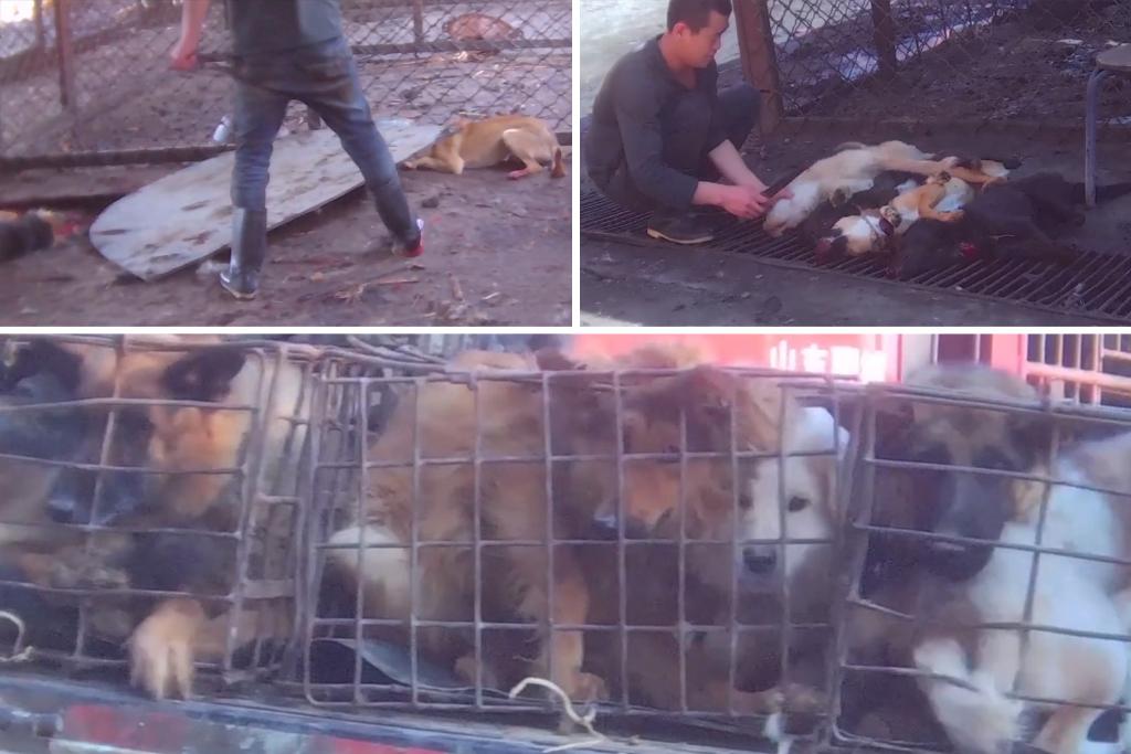 TheSun's tweet photo. Pet dogs are being tortured and clubbed to death. The barbaric meat trade exposed: https://t.co/DEQJRRdRVm https://t.co/xl8G9QTv7e
