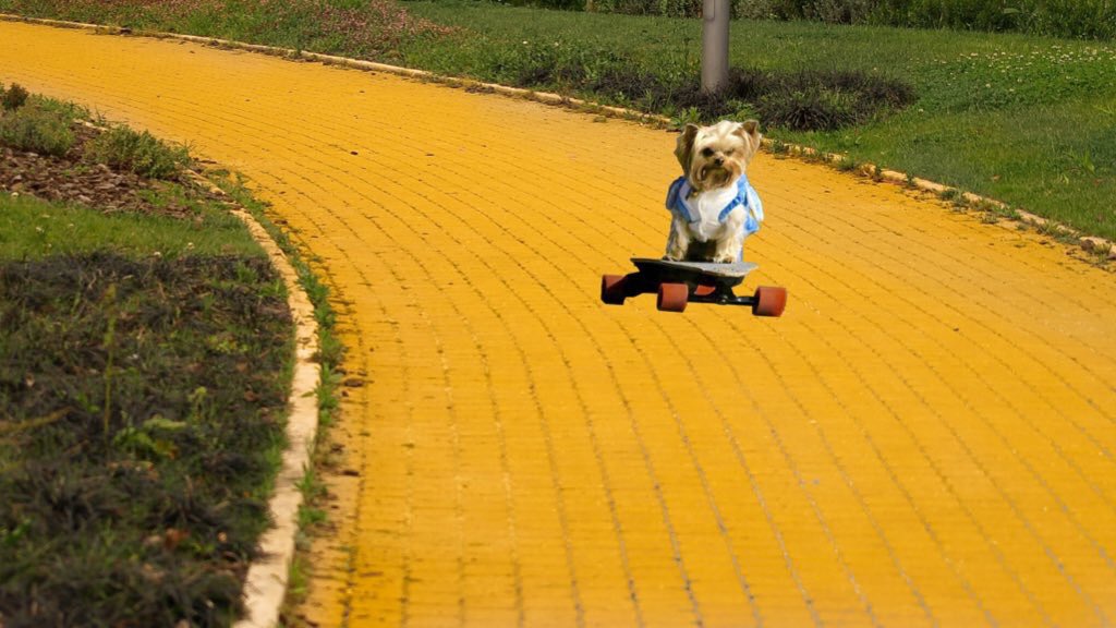 Good morning human friends! Rolling through hump day like bark bark