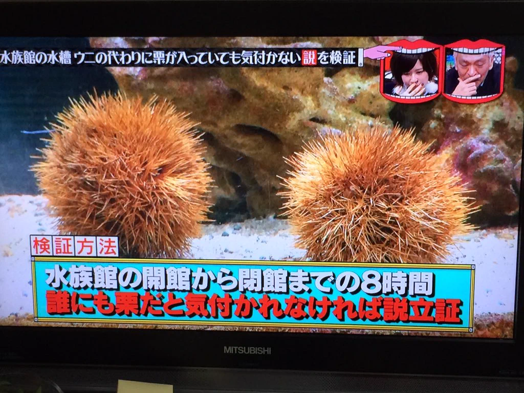 【検証】水族館でウニの代わりに栗を入れてもバレないのか