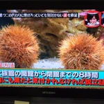 【検証】水族館でウニの代わりに栗を入れてもバレないのか