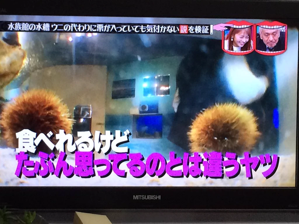 【検証】水族館でウニの代わりに栗を入れてもバレないのか