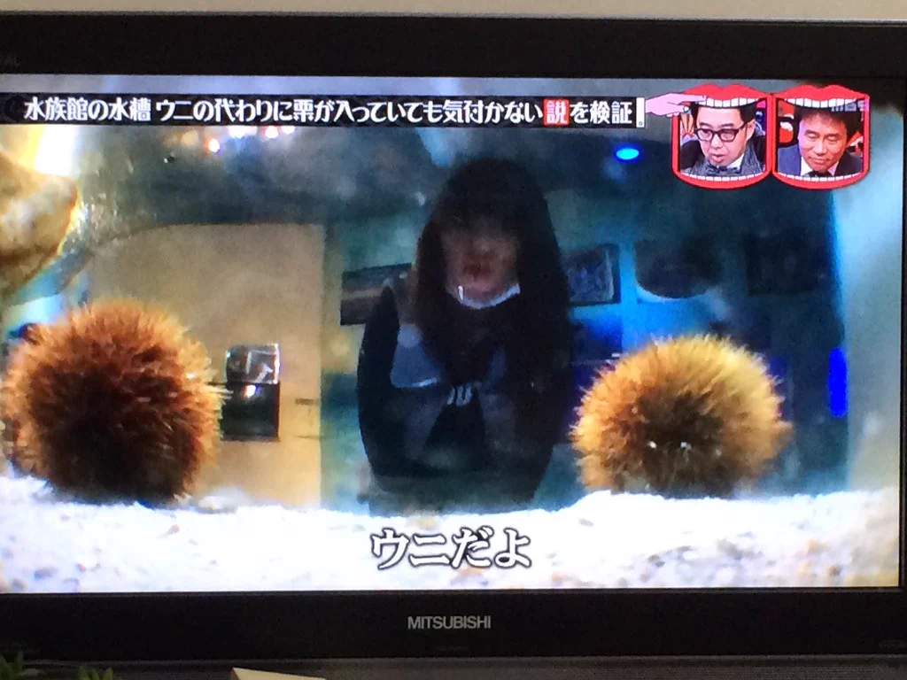 【検証】水族館でウニの代わりに栗を入れてもバレないのか