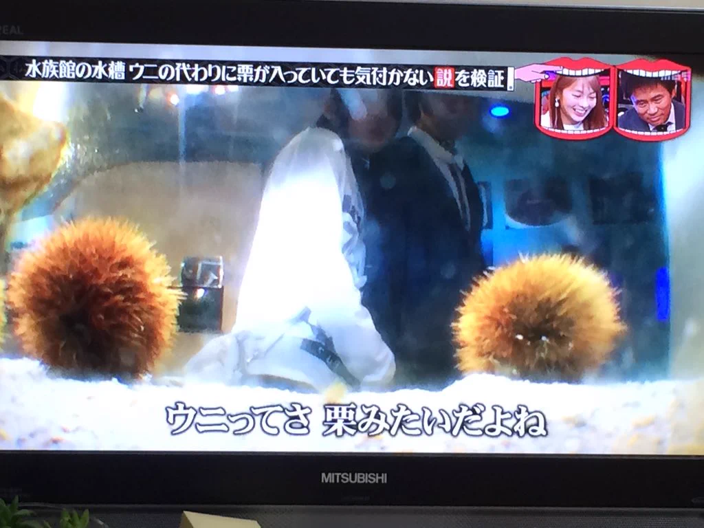 【検証】水族館でウニの代わりに栗を入れてもバレないのか