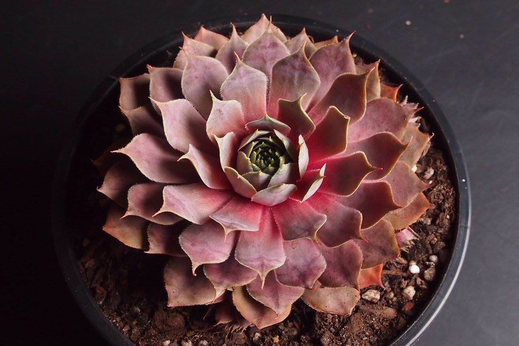 LLGSNC's tweet image. Sempervivum 'Pinkerine' is now available check this out #sempervivum #succulent &amp;gt;&amp;gt; ebay.com.au/ulk/itm/191741…
