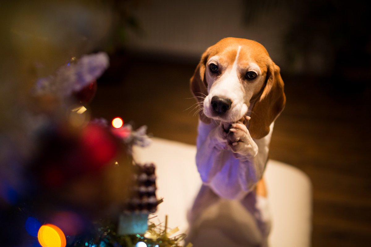 Does your dog have a thing for leather polish? Ours do: fourleggedpal.com/2015/12/06/wax…