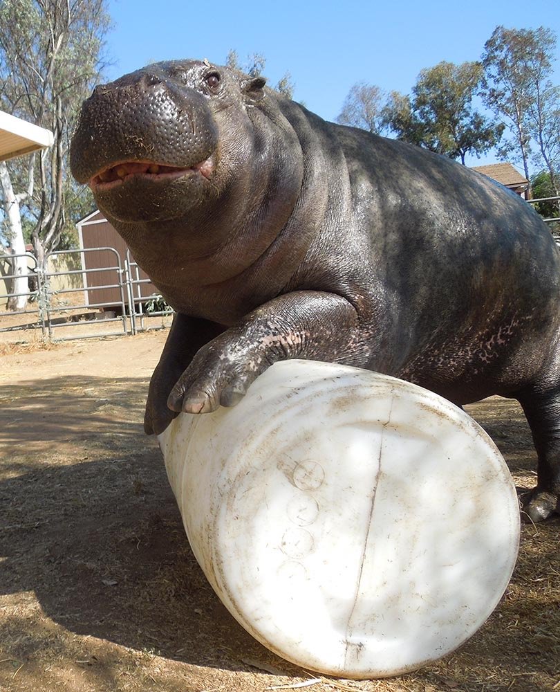humaneworldorg's tweet photo. It's #WildlifeWednesday! https://t.co/LeEfD3v0Kb