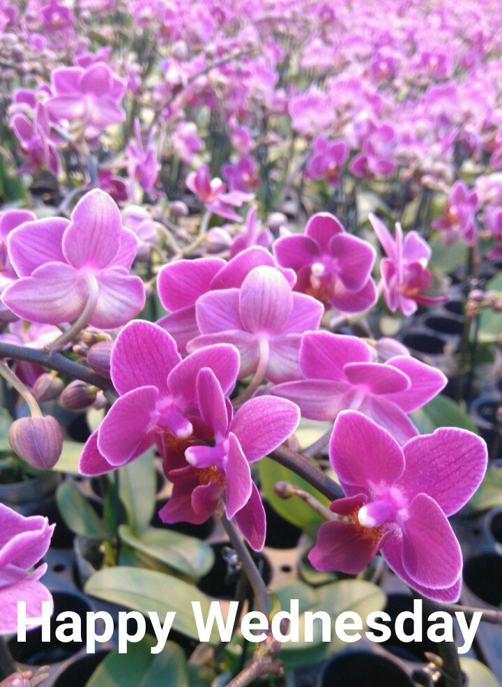 OrchidsSky's tweet photo. Happy Wednesday! 
#phalaenopsis #coffee https://t.co/UIhY7TxznJ