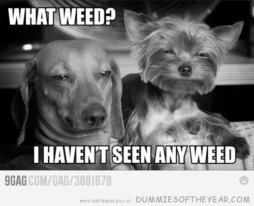 WeedTime101 (@gadgetworld101) on Twitter photo 